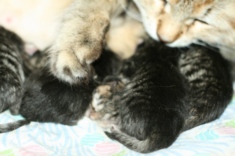 carupita7suloisenvastasyntyneenvauvansakanssacarupitawihthersevensweetnewbornkittens38.jpg