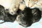 carupita7suloisenvastasyntyneenvauvansakanssacarupitawihthersevensweetnewbornkittens38_small.jpg