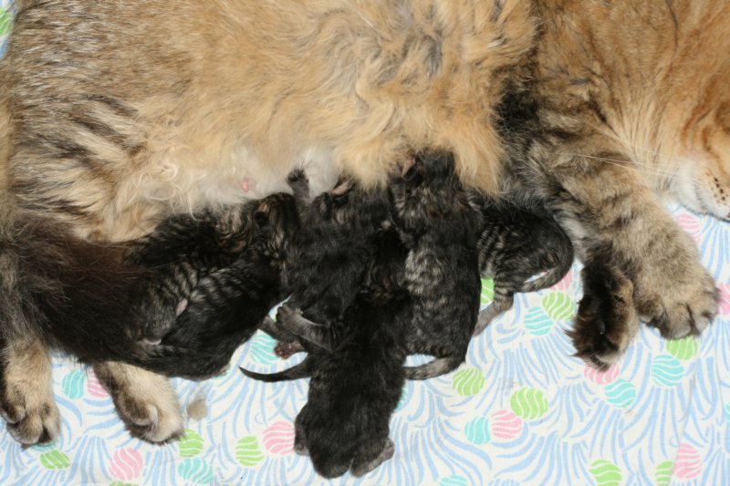 carupita7suloisenvastasyntyneenvauvansakanssacarupitawihthersevensweetnewbornkittens5.jpg
