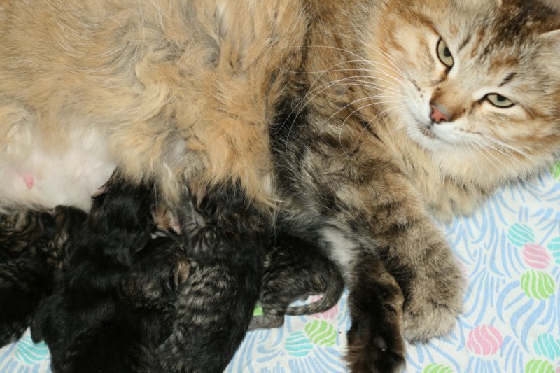 carupita7suloisenvastasyntyneenvauvansakanssacarupitawihthersevensweetnewbornkittens6.jpg