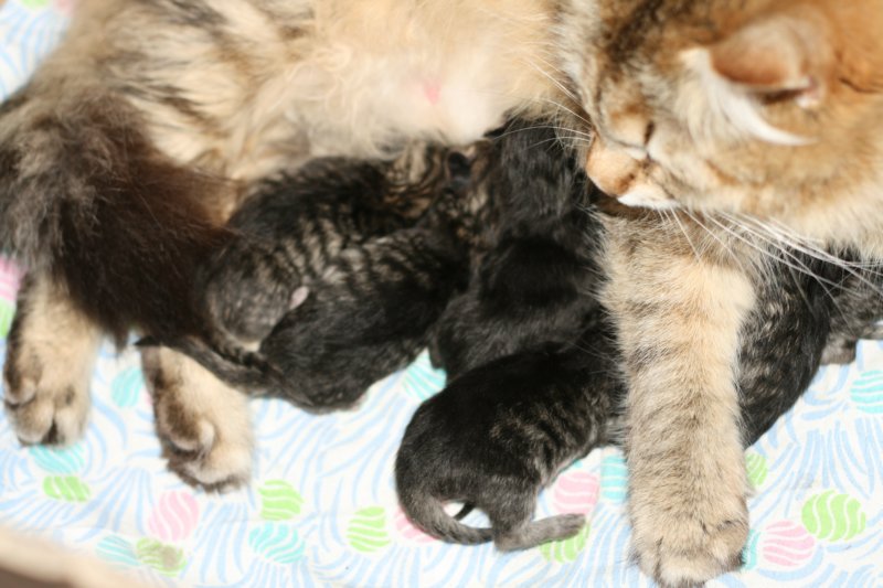 carupita7suloisenvastasyntyneenvauvansakanssacarupitawihthersevensweetnewbornkittens8.jpg