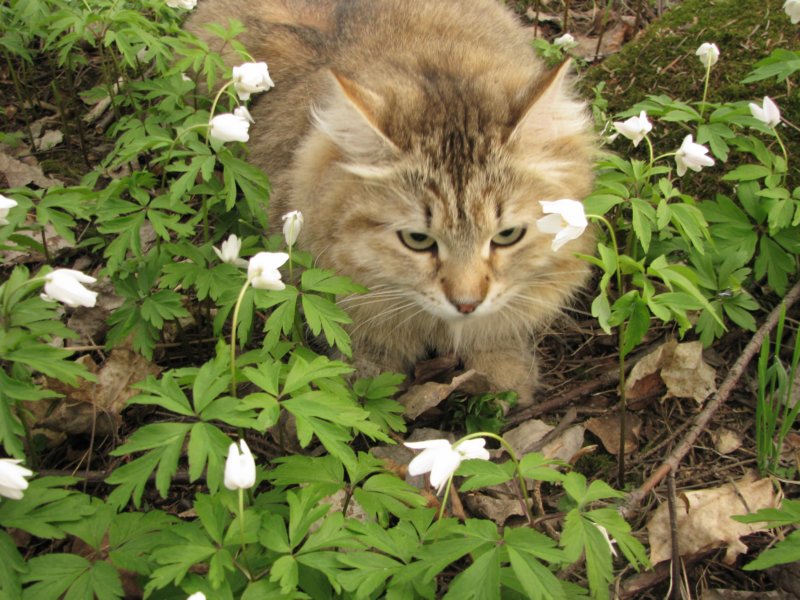 carupita5.jpg