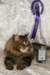 gicfinamurinesrawasbisgicfinamurinesraolikategorianparasuros101020099_small.jpg