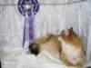 lucassibarisruwasbisandbobyoungandbivlukassibarisruolikatergorianparasnuorijabestofbestnuori101020093_small.jpg