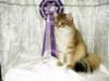lucassibarisruwasbisandbobyounglukassibarisruolikatergorianparasnuorijabestofbestnuori101020092_small.jpg