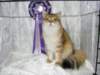 lucassibarisruwasbisandbobyounglukassibarisruolikatergorianparasnuorijabestofbestnuori101020095_small.jpg