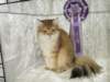 lucassibarisruwasbisandbobyounglukassibarisruolikatergorianparasnuorijabestofbestnuori101020096_small.jpg