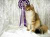 lucassibarisruwasbisandbobyounglukassibarisruolikatergorianparasnuorijabestofbestnuori10102009_small.jpg