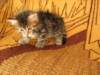Photo Number 8