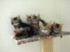 Photo Number 7