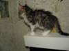 Photo Number 6