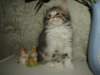 Photo Number 8