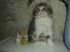 Photo Number 9