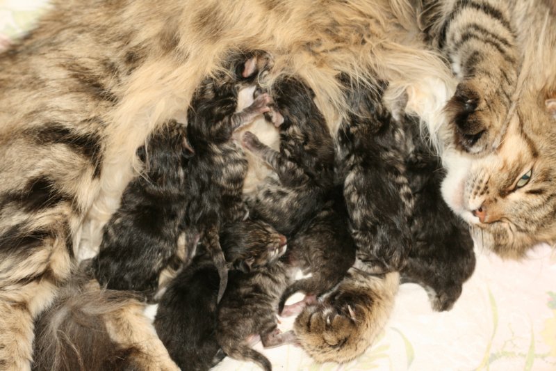claudiaja8ruskeatiikerivauvaa3tyttja5poikaaclaudiaand8blackmackerelbabies3girlsand5boys.jpg