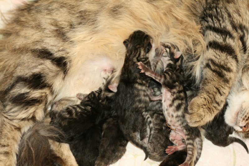 claudiaja8ruskeatiikerivauvaa3tyttja5poikaaclaudiaand8blackmackerelbabies3girlsand5boys14.jpg