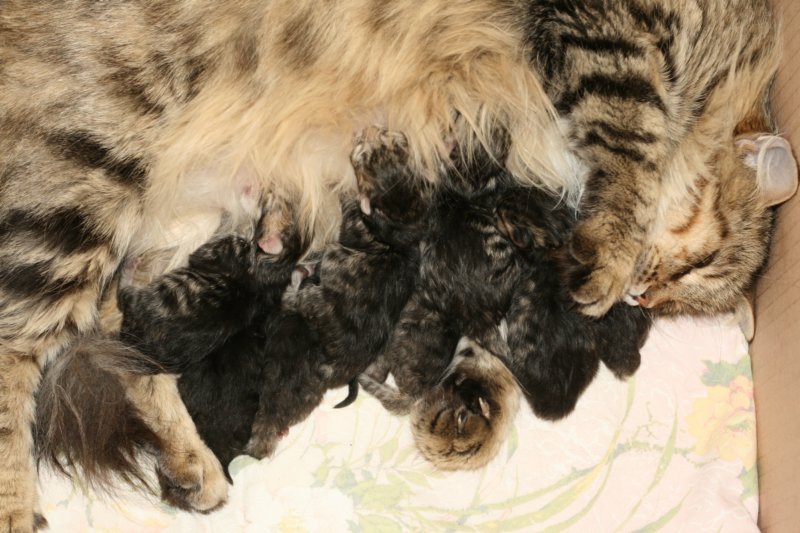 claudiaja8ruskeatiikerivauvaa3tyttja5poikaaclaudiaand8blackmackerelbabies3girlsand5boys3.jpg