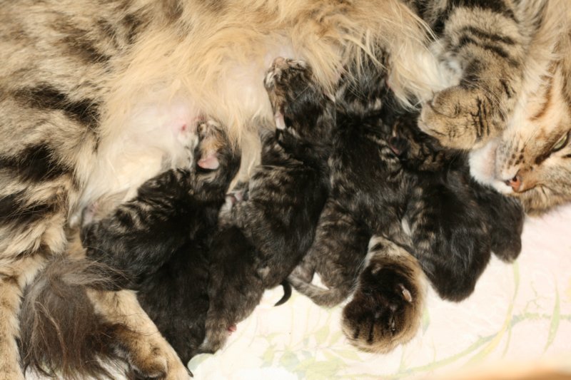 claudiaja8ruskeatiikerivauvaa3tyttja5poikaaclaudiaand8blackmackerelbabies3girlsand5boys4.jpg