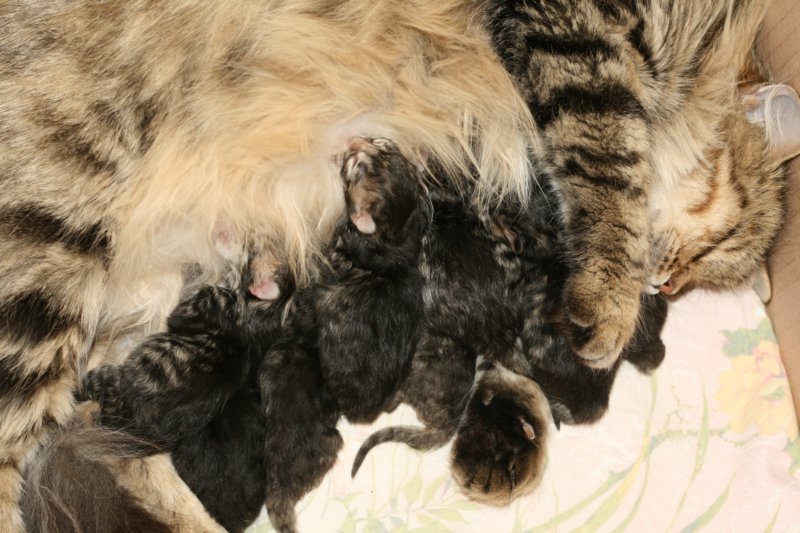 claudiaja8ruskeatiikerivauvaa3tyttja5poikaaclaudiaand8blackmackerelbabies3girlsand5boys6.jpg