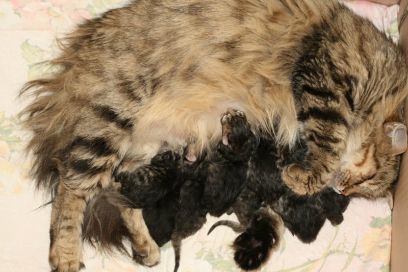 claudiaja8ruskeatiikerivauvaa3tyttja5poikaaclaudiaand8blackmackerelbabies3girlsand5boys8.jpg