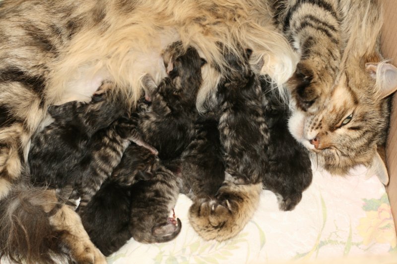 ruskeatiikerivauvaa3tyttja5poikaa8blackmackerelbabies3girlsand5boys.jpg