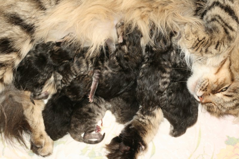 ruskeatiikerivauvaa3tyttja5poikaa8blackmackerelbabies3girlsand5boys2.jpg