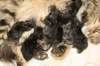ruskeatiikerivauvaa3tyttja5poikaa8blackmackerelbabies3girlsand5boys3_small.jpg