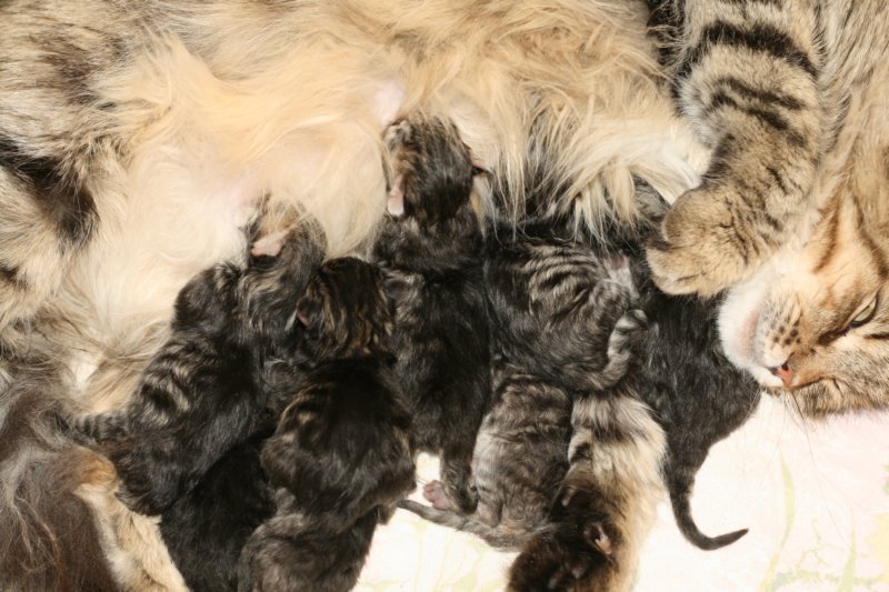 ruskeatiikerivauvaa3tyttja5poikaa8blackmackerelbabies3girlsand5boys6.jpg