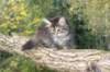 dana85vi289202631_small.jpg