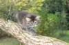 dana85vi289202635_small.jpg