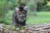 dana85vi289202649_small.jpg