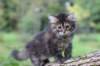dana85vi289202650_small.jpg