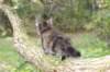dana85vi289202659_small.jpg