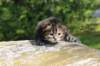danaf24158202618_small.jpg