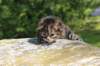 danaf24158202621_small.jpg