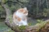 debir115viikkoa1710202617_small.jpg