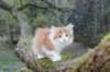 debir115viikkoa1710202618_small.jpg