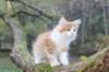debir115viikkoa1710202621_small.jpg