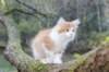 debir115viikkoa1710202622_small.jpg
