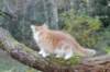 debir115viikkoa1710202626_small.jpg