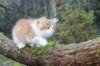 debir115viikkoa1710202628_small.jpg