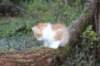 debir115viikkoa1710202630_small.jpg