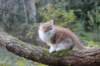 debir115viikkoa171020266_small.jpg
