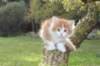 debir85vi289202615_small.jpg