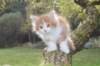debir85vi289202621_small.jpg