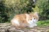 debir85vi289202627_small.jpg
