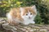 debir85vi289202632_small.jpg