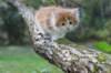 debir85vi28920267_small.jpg