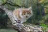 debir85vi28920269_small.jpg