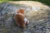 debird04241582026101_small.jpg