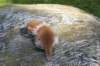 debird04241582026103_small.jpg